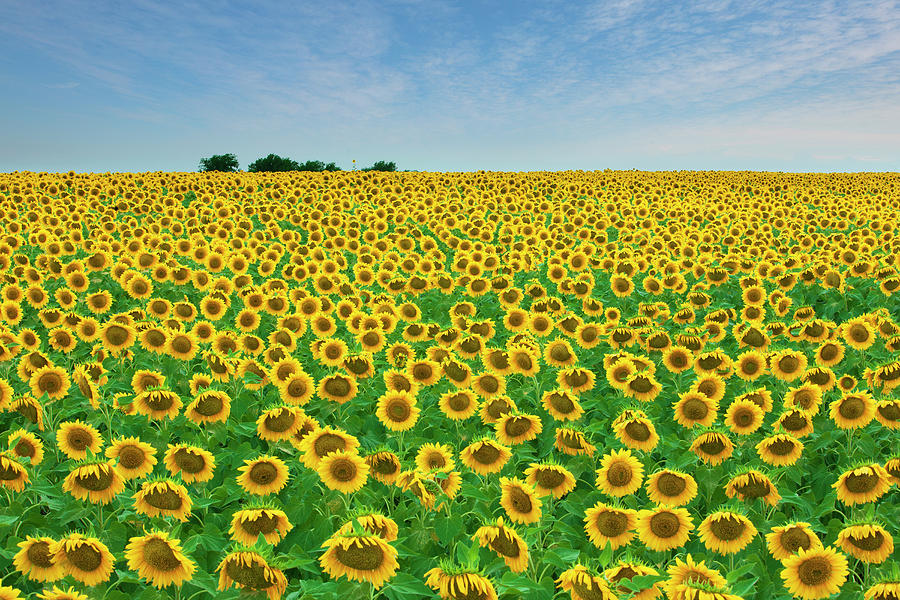 Texas Summer Sunflowers 614 Photograph by Rob Greebon Fine Art America
