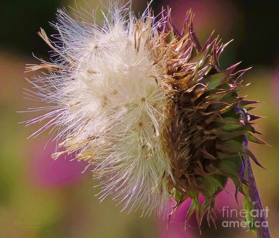Texas Thistle 004 Photograph by Robert ONeil