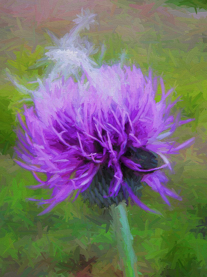 Texas Thistle Photograph - Texas Thistle by Shannon Story