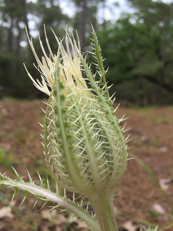 Thistle Photograph - Texas Thistle by Vonda Drees Thistle Photograph - Texas Thistle by Vonda Drees