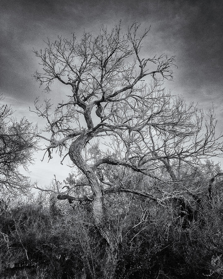 Texas Tree Photograph by Eric Kelley - Fine Art America