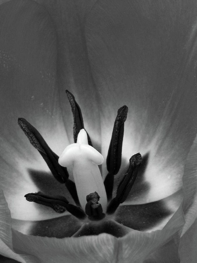 Texas Tulip - BW Photograph by Pamela Critchlow