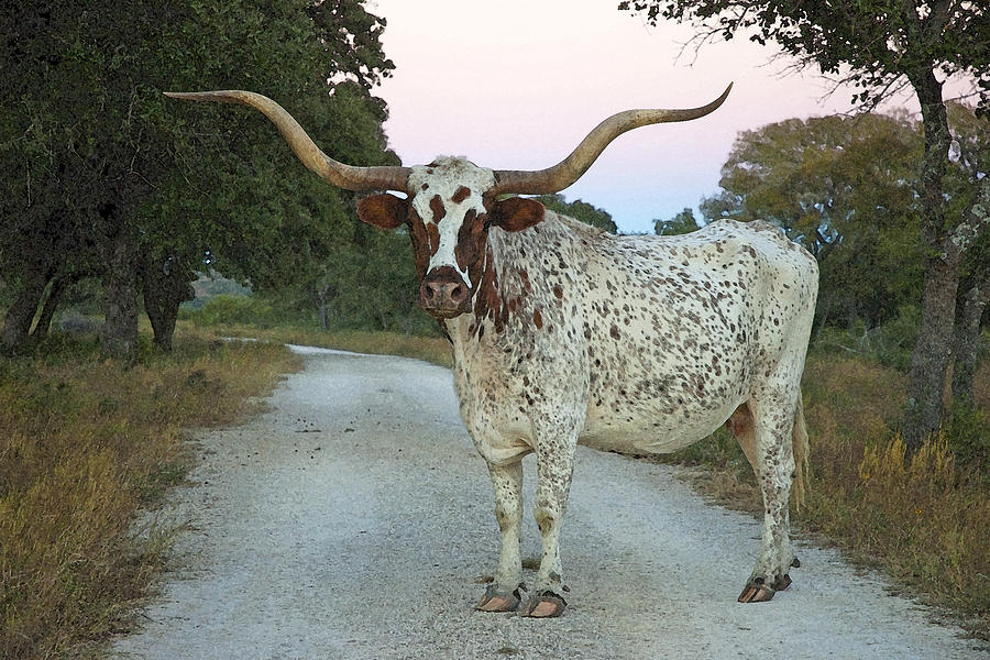 Texas Twist Photograph by Robert Anschutz