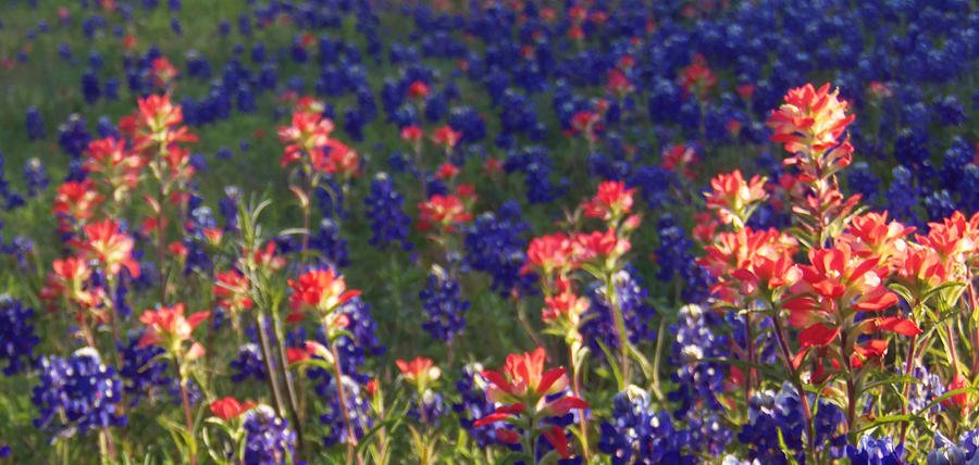 Texas Wild Flower Bonanza Photograph by Karen Kennedy Chatham