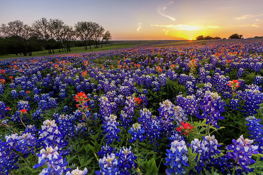 texas bluebonnets and indian paintbrush artificial flowers