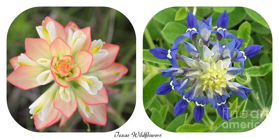 Indian Paintbrush Photograph - Texas Wildflower Collage by Amy Steeples