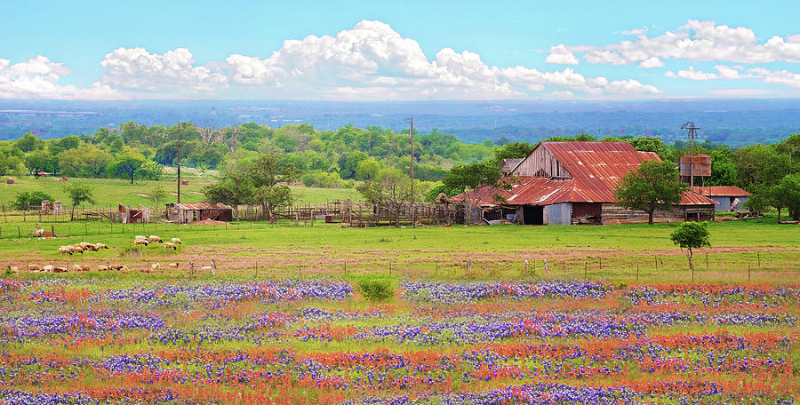 Texas Wildflower Farmland Photograph by Lynn Bauer
