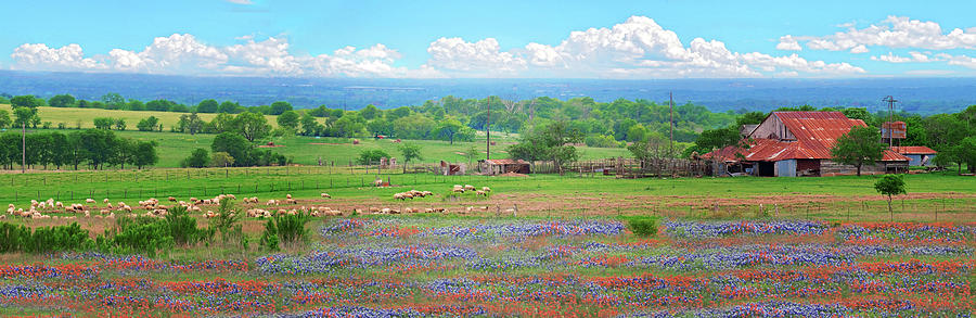 Texas Wildflower Farmland Panorama Photograph by Lynn Bauer