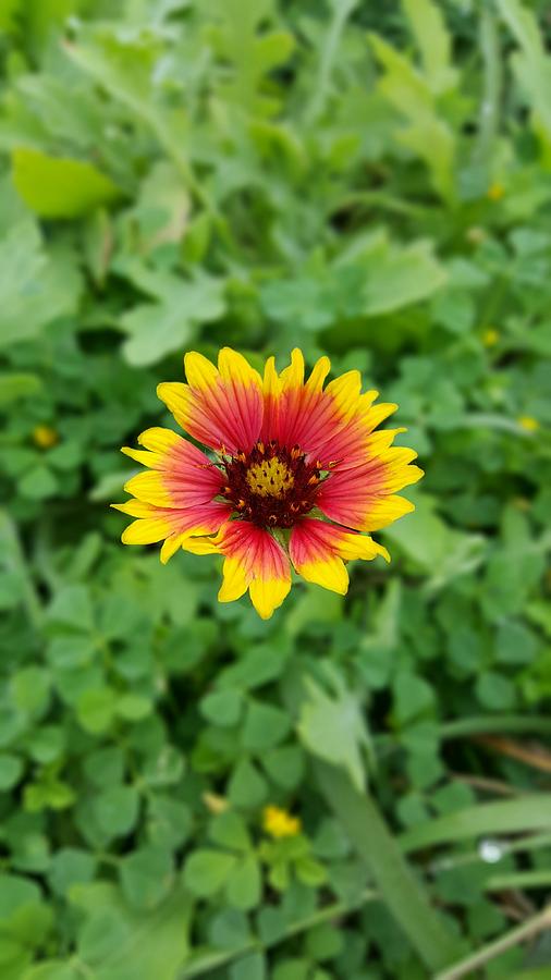 Landscape Photograph - Texas Wildflower by Yazid Ismail Landscape Photograph - Texas Wildflower by Yazid Ismail