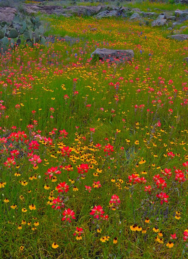 Texas Wildflowers #5 Photograph By Dennis Nelson - Fine Art America