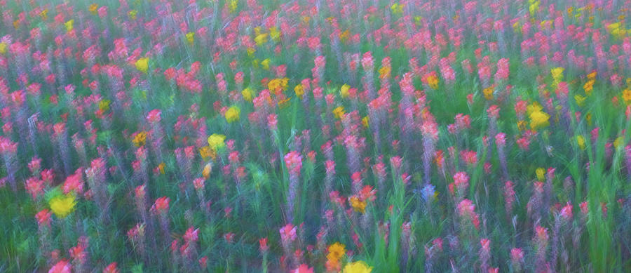Texas Wildflowers Abstract Photograph by Robert Bellomy