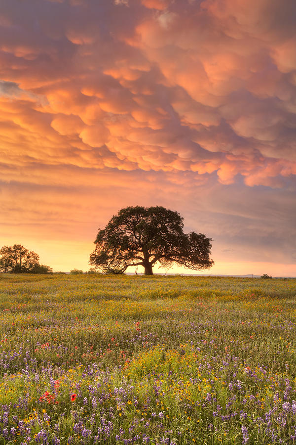Texas Wildflowers Photograph - Texas Wildflowers after the Storm 2 by Rob Greebon