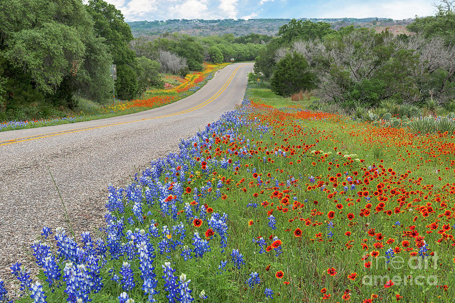 Texas Wildflowers Along The Road Photograph by Tod and Cynthia Grubbs