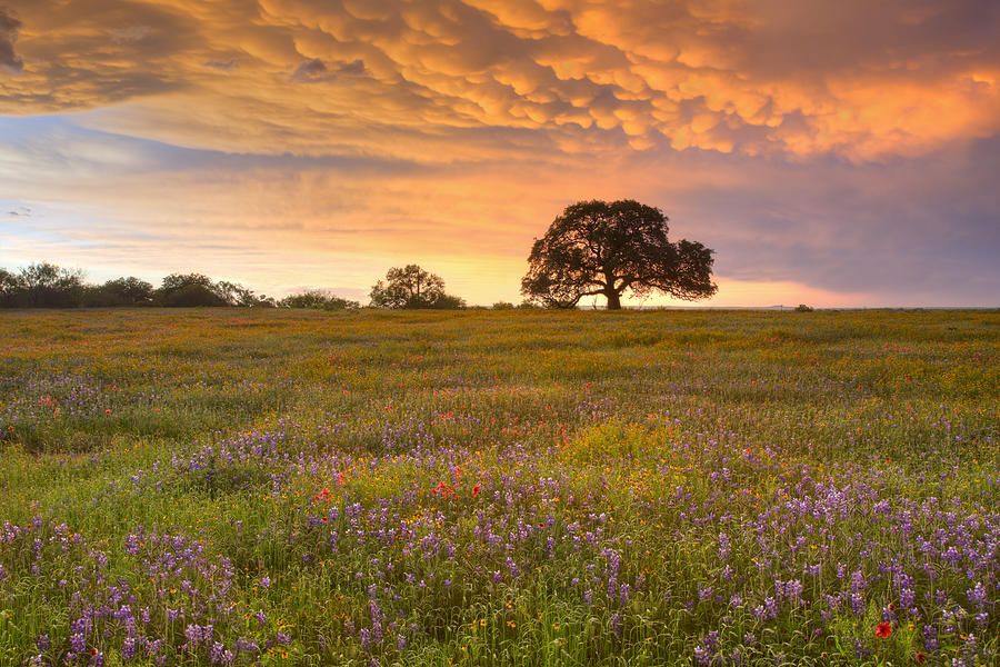 Texas Wildflowers After the Storm 3 Photograph by Rob Greebon