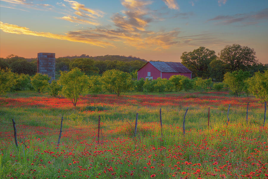 Texas Wildflowers and an old Barn 2 Photograph by Rob Greebon