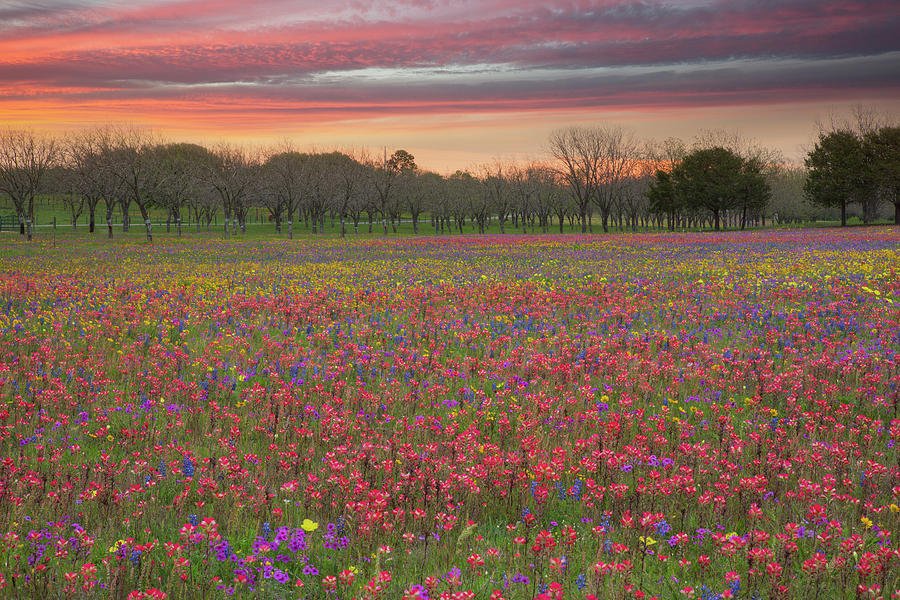 Texas Wildflowers at Sunrise 414-2 Photograph by Rob Greebon - Fine Art ...