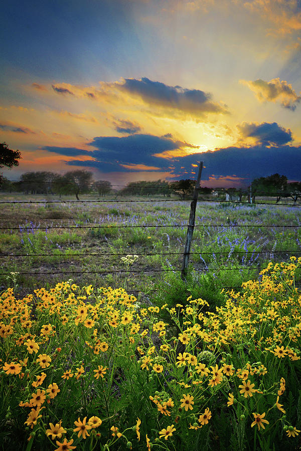 Texas Wildflowers at Sunset  Photograph by Lynn Bauer