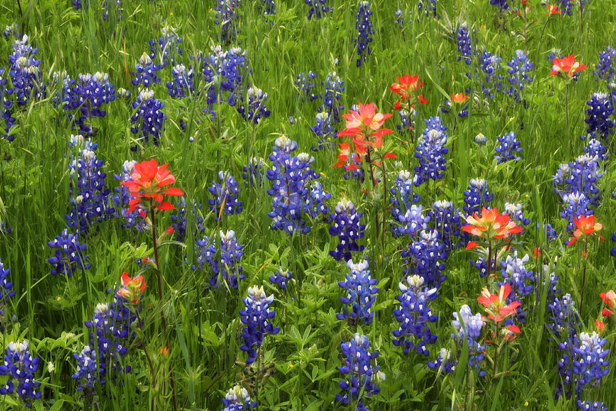 Nature Photograph - Texas Wildflowers by David and Carol Kelly