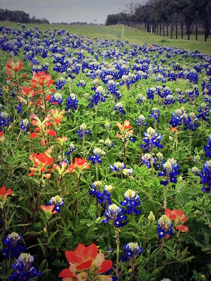 Nature Photograph - Texas Wildflowers by Emily Holeva