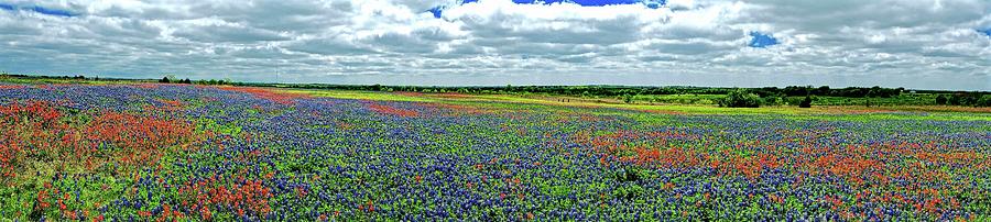 Texas Wildflowers, Ennis Tex Photograph by John Babis