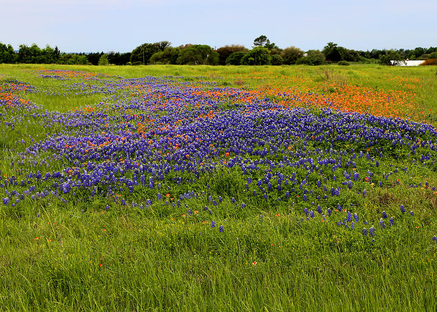 Flower Photograph - Texas Wildflowers by Judy Vincent