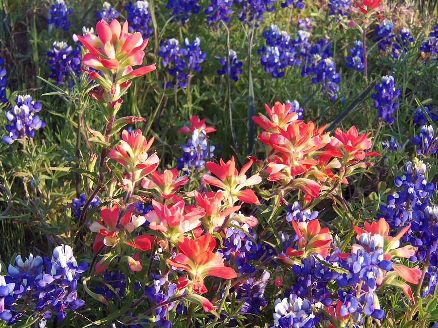 Texas Wildflowers Painting by Karen Kennedy Chatham