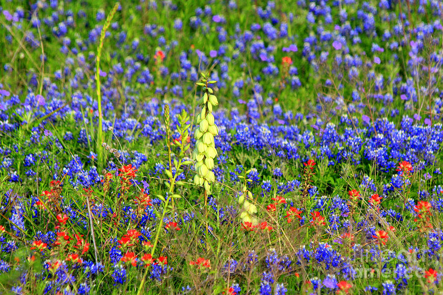 Texas Wildflowers Photograph by Kathy White