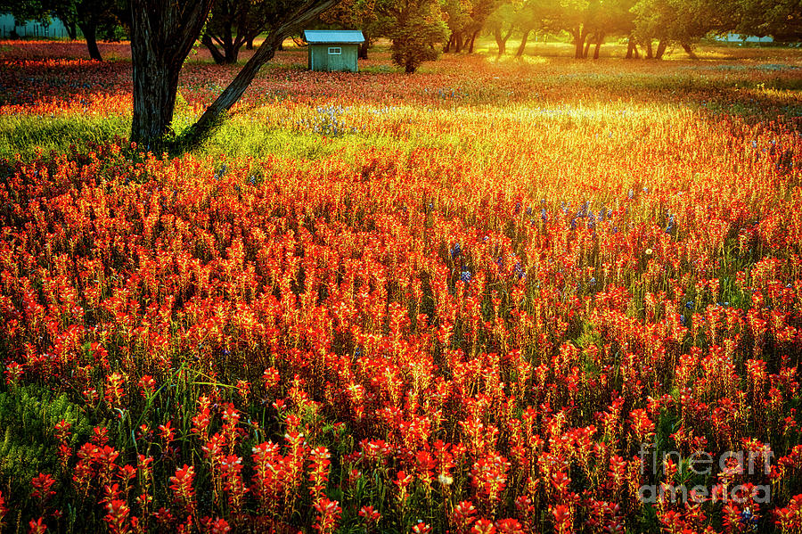 Texas Wildflowers Photograph