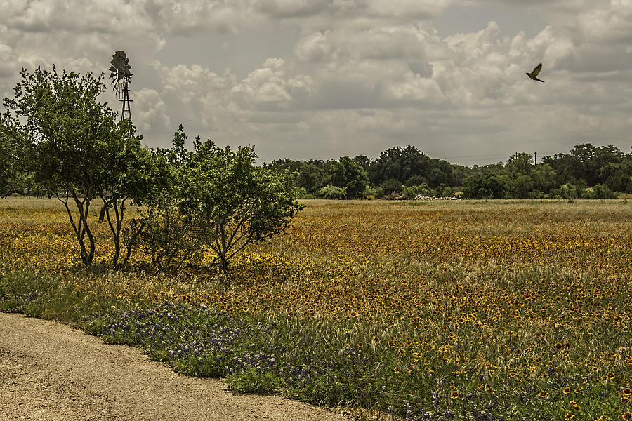 Texas Wildflowers Photograph by Peggy Blackwell