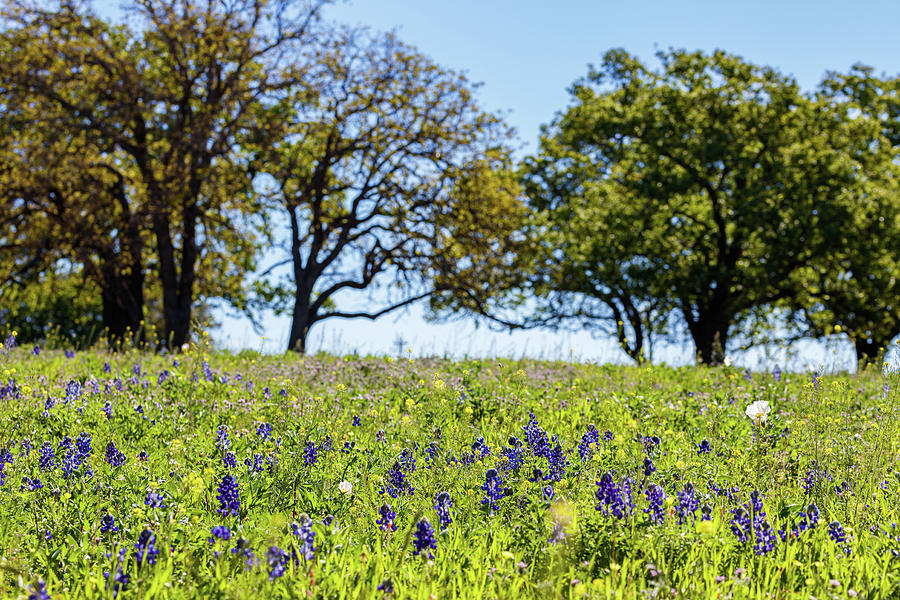 Texas Wildflowers Photograph by Raul Rodriguez