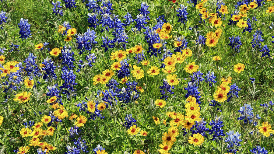 Texas Wildflowers Photograph by Stephen Stookey