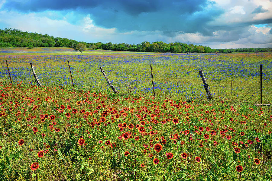 Texas Wildflowers Under Stormy Skies Photograph by Lynn Bauer