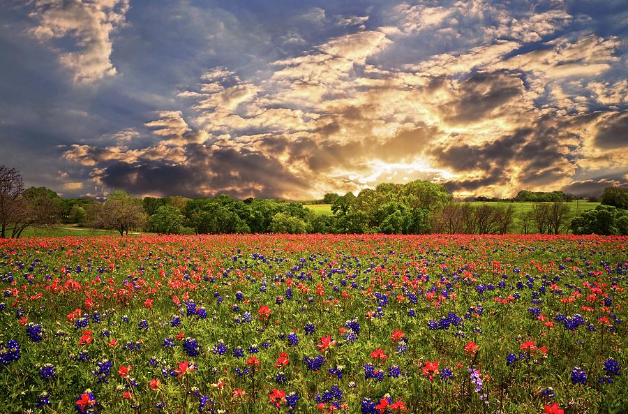 Sunset Photograph - Texas Wildflowers Under Sunset Skies by Lynn Bauer