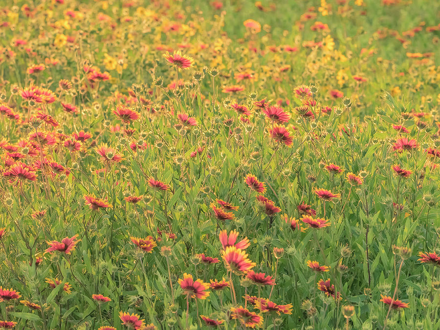 Texas wildflowers. Photograph by Usha Peddamatham
