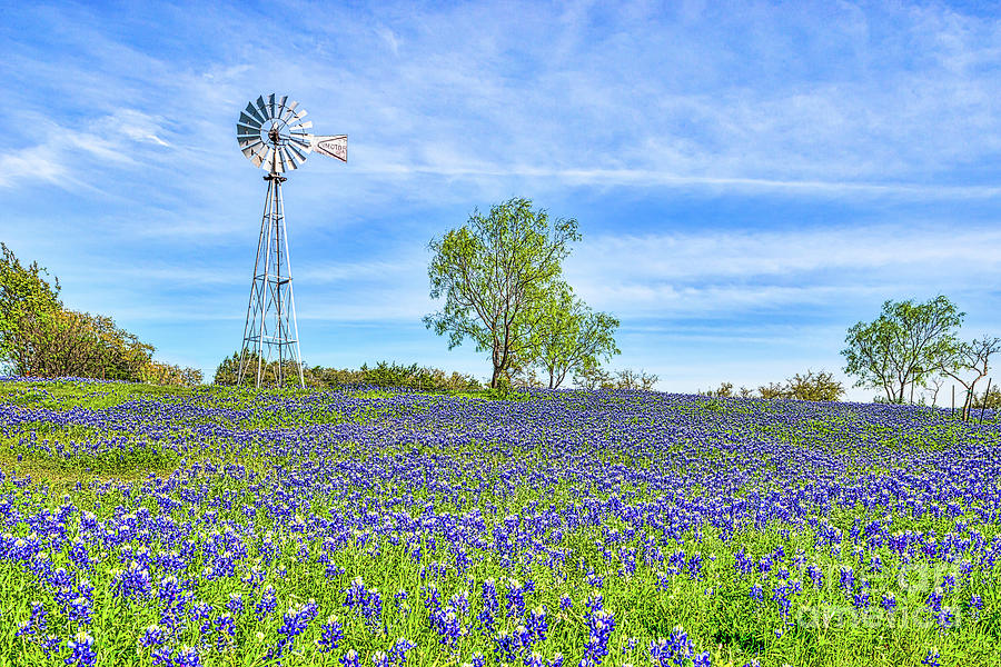 Texas Windmill And Bluebonnets Photograph by Tod and Cynthia Grubbs