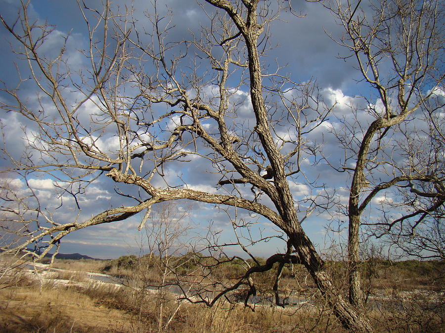 Texas Winter One Photograph by Ana Villaronga