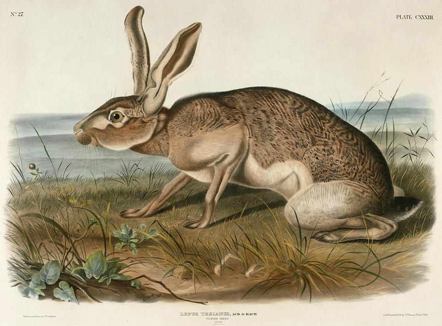 Texian Hare. Lepus Texianus Drawing by John Woodhouse Audubon