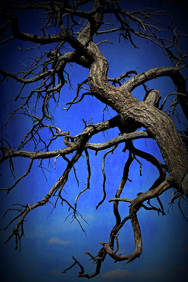 Texture Drama Twisted Branches In The Sky Photograph