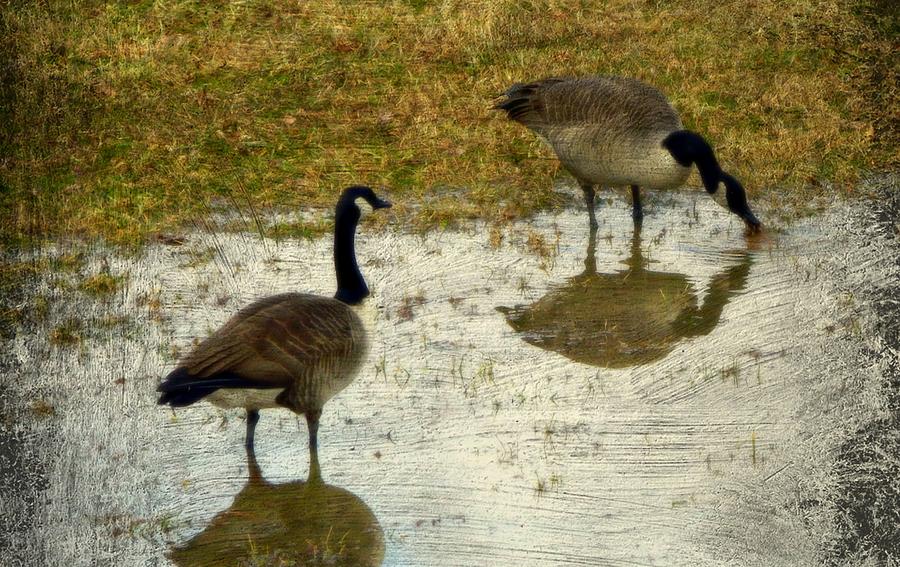 Texture Geese Couple Photograph by Kathy Barney