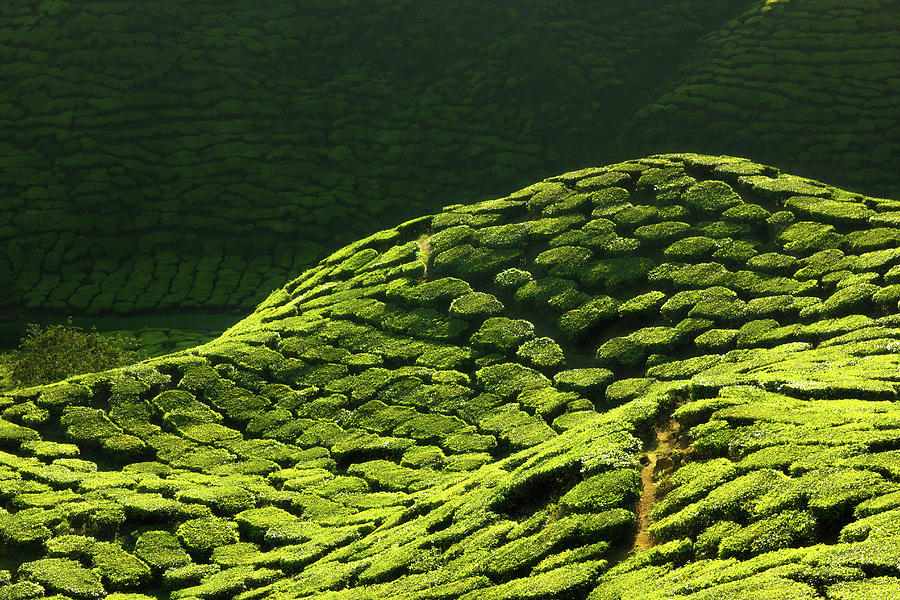 Texture of green tea farm Photograph by Anek Suwannaphoom