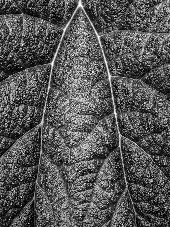 Texture Photograph by Rand Ningali