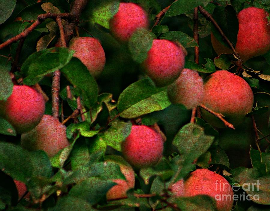 Apple Photograph - Textured Apples by Barbara S Nickerson