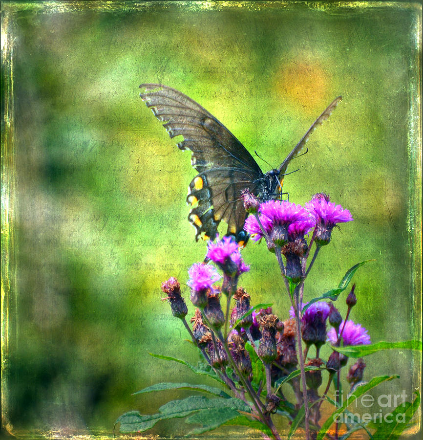 Textured Art - Black Butterfly Photograph by Kerri Farley