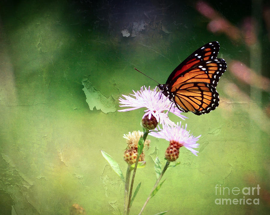 Textured Art - Viceroy Butterfly Photograph by Kerri Farley