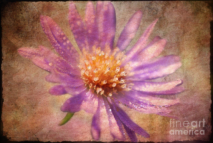 Textured Aster Photograph by Lois Bryan