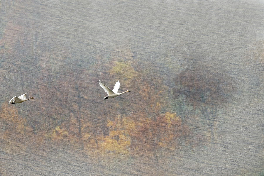 Textured birds in flight Photograph by Dan Friend