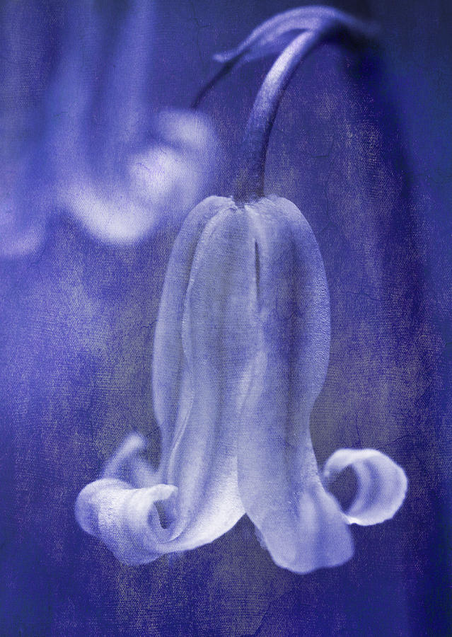 Abstract Photograph - Textured Bluebell In Blue by Meirion Matthias