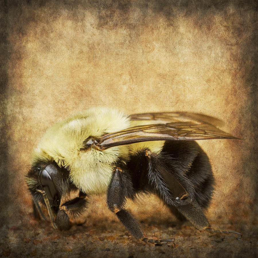 Textured Buzz Photograph by Bill and Linda Tiepelman