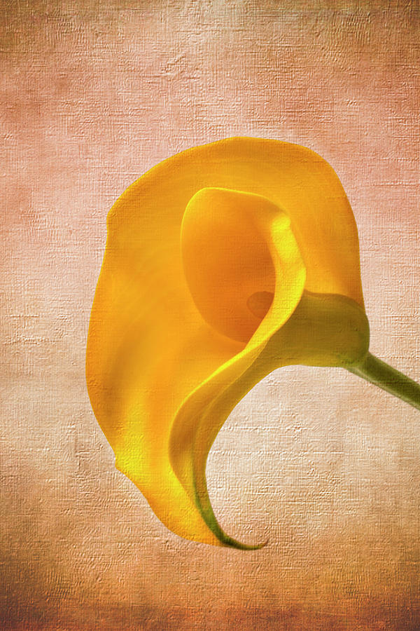 Flower Photograph - Textured Calla by Garry Gay