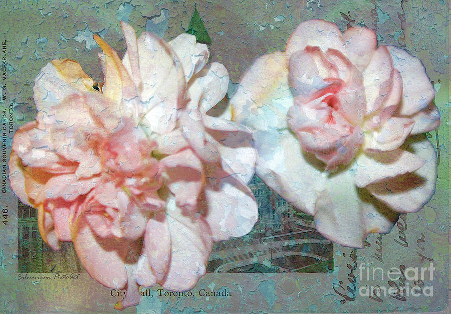 Textured Carnations on Vintage Toronto Postcard Photograph by Nina Silver